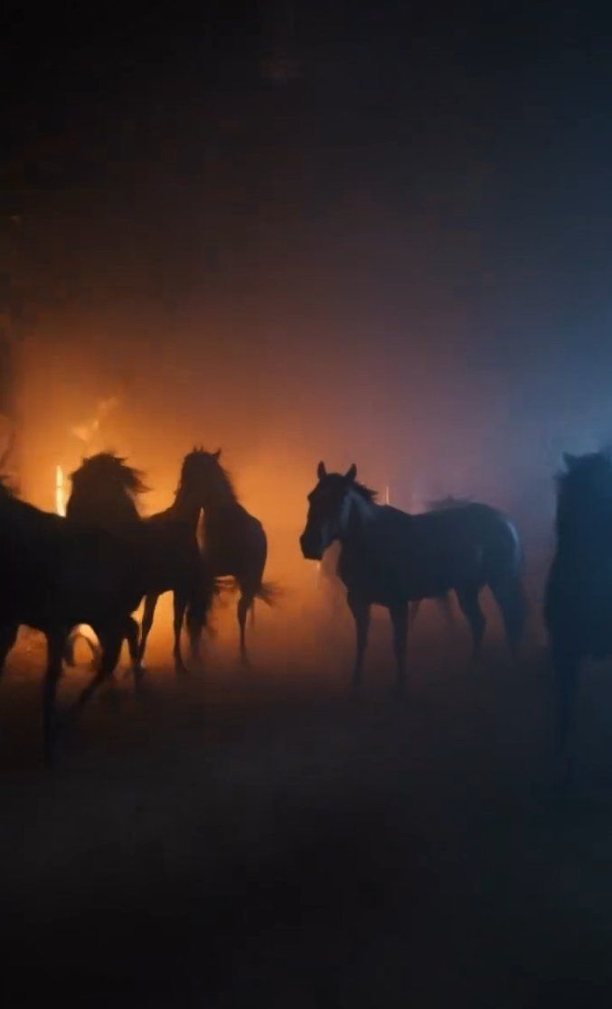 Codi — paarden in de mist